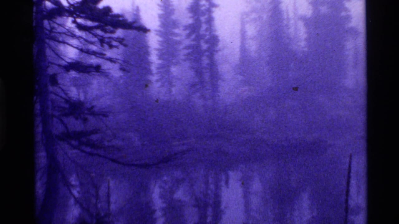 Misty evergreen forest reflected in dark still water with a strong purple tint.