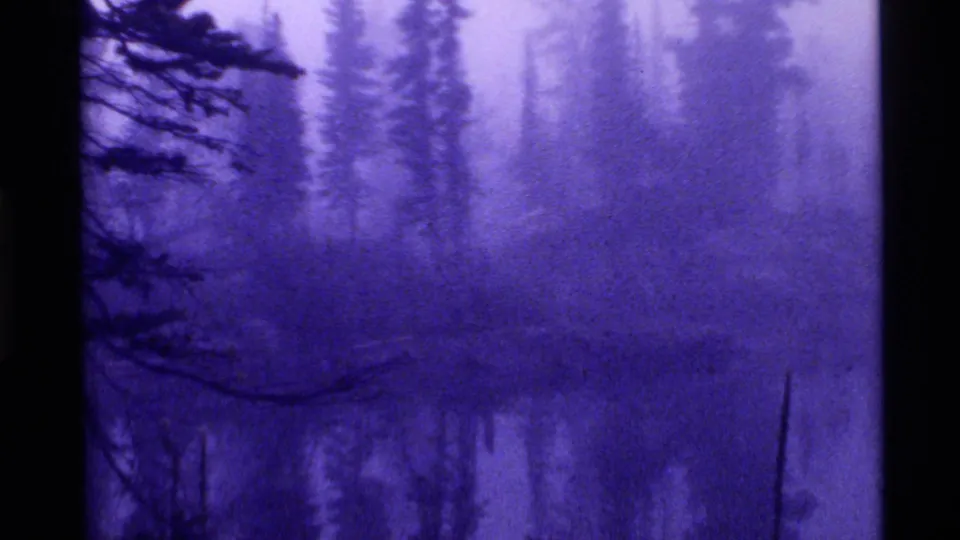 Purple-tinted 8mm frame of a misty forested wetland at Holland Lake, Montana, with dark water and evergreen silhouettes.