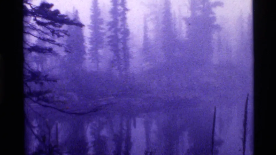 1972 Holland Lake frame with blurred evergreen trunks, low brush, and still reflective water under a purple film cast.