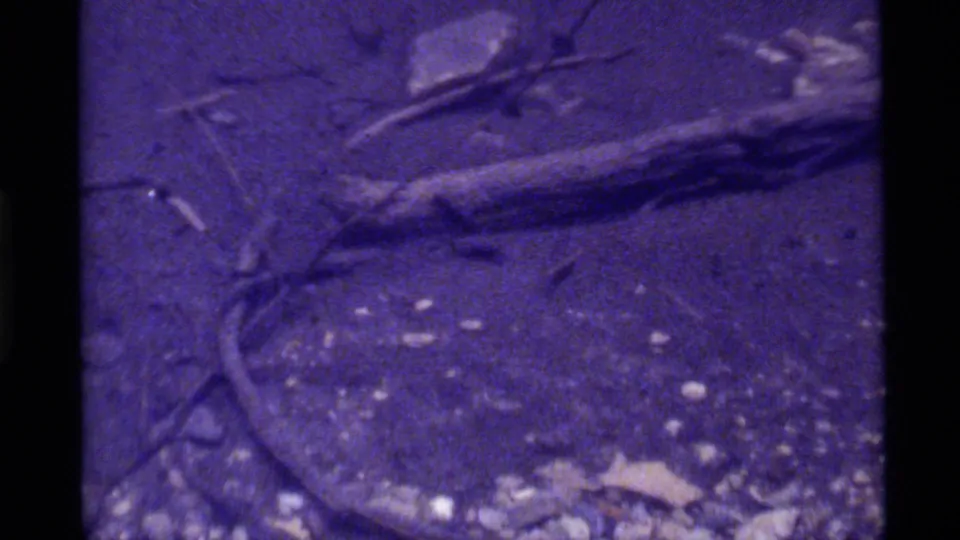Close view of the Holland Lake forest floor, showing a fallen log, scattered branches, small stones, and grainy purple-tinted 8mm texture.