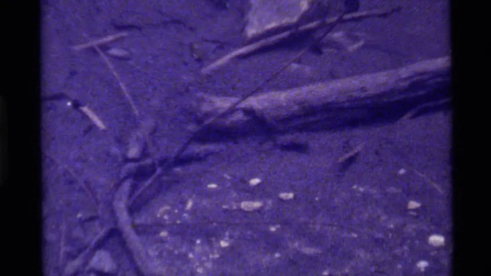 Final frame shows a fallen log and branch debris on the rocky forest floor near Holland Lake, rendered with soft focus and heavy 8mm grain.