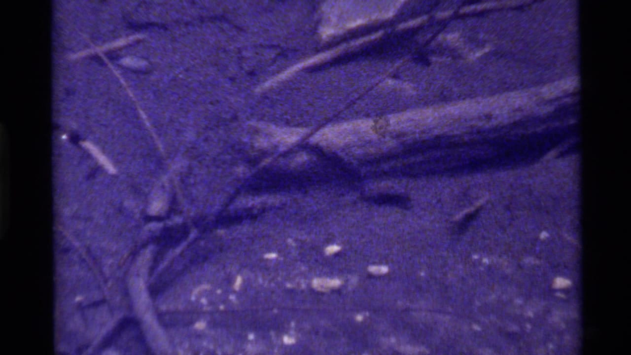 1972 8mm frame from Holland Lake, Montana, showing a small insect among twigs and debris on a purple-tinted ground surface.