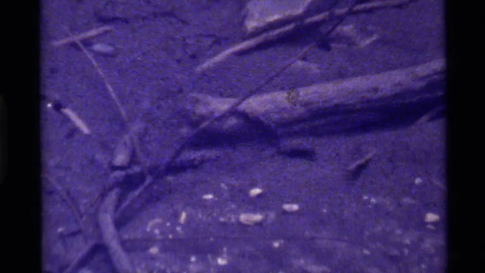 1972 8mm frame from Holland Lake, Montana, showing a small insect among twigs and debris on a purple-tinted ground surface.