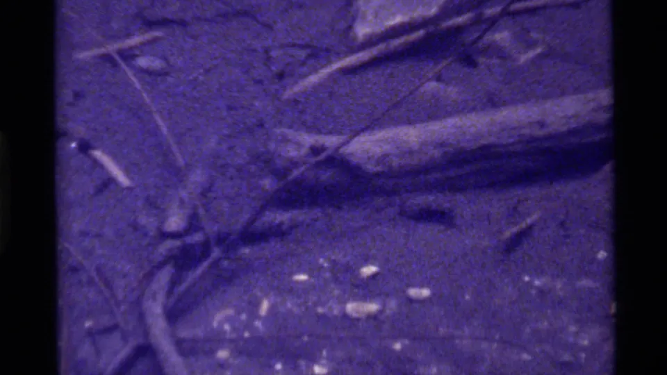 Close 8mm view at Holland Lake showing an insect-like shape near stems, twigs, and pale debris on purple-tinted ground.