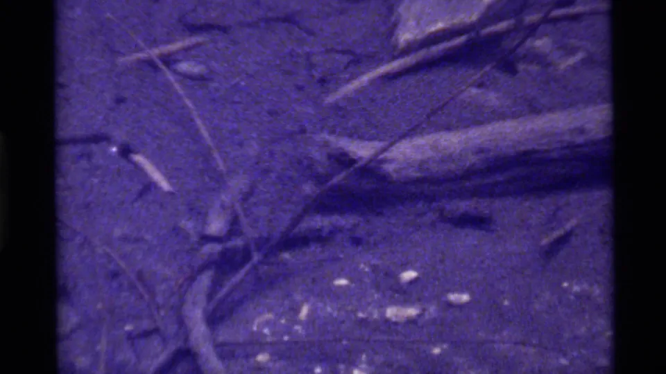 1972 Holland Lake 8mm frame showing a small insect form beside a curved stem and twig debris on textured ground.