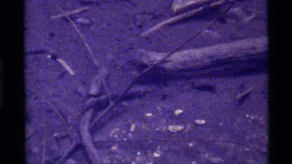 Final 8mm frame from the Holland Lake clip with small insect activity amid twigs, stems, and scattered pale debris.