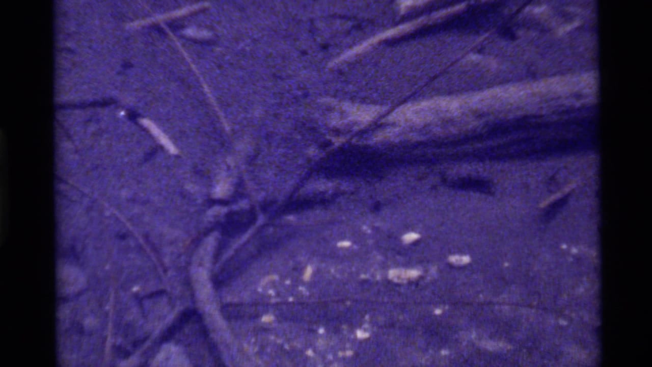 1972 8mm Holland Lake, Montana footage showing dirt, sticks and scattered debris with a small rodent shape near the top of frame.