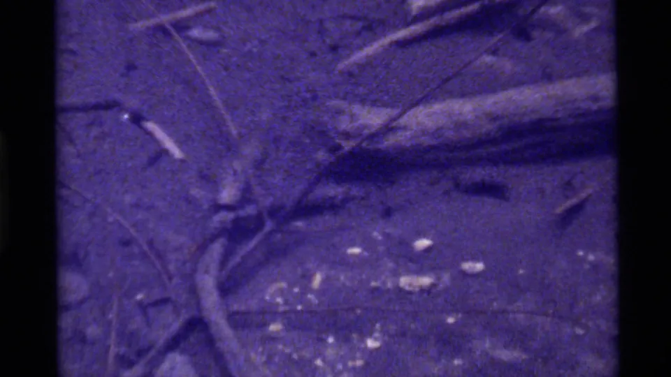1972 8mm Holland Lake, Montana footage showing dirt, sticks and scattered debris with a small rodent shape near the top of frame.