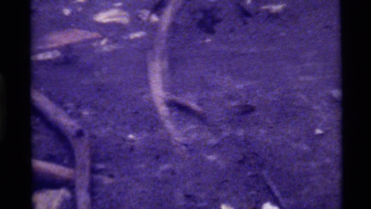 Top-down 1972 8mm view at Holland Lake, Montana, with a fish near twigs and debris under purple-tinted water.
