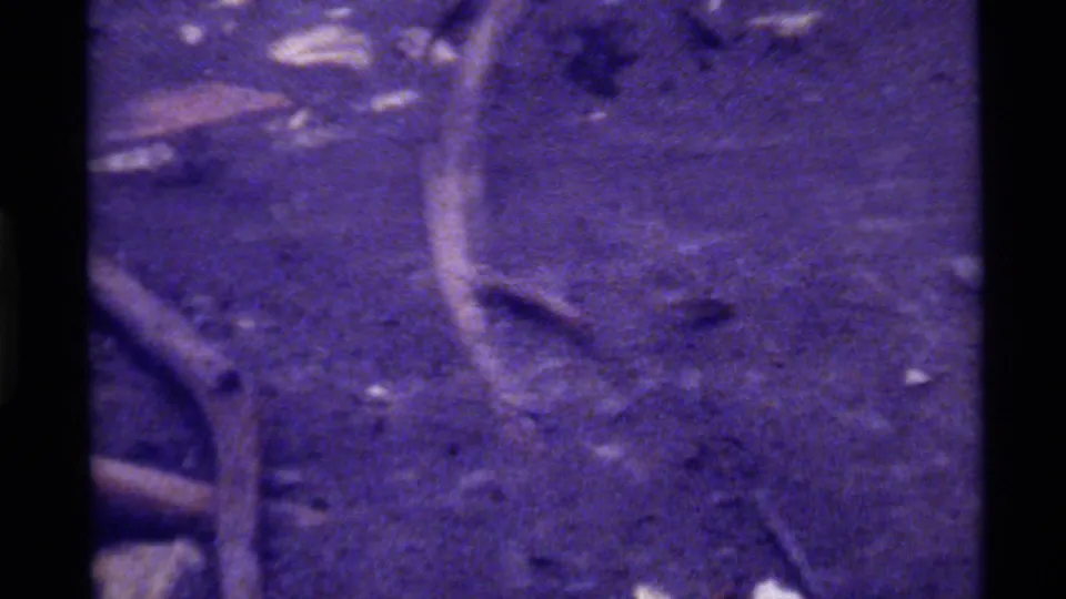 Top-down 1972 8mm view at Holland Lake, Montana, with a fish near twigs and debris under purple-tinted water.