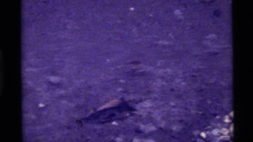 Top-down 8mm frame from Holland Lake showing a fish in murky purple-blue water with small debris on the lakebed.