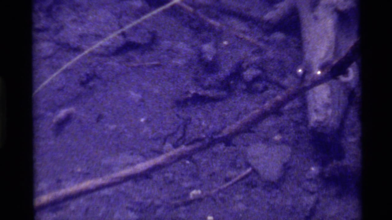 1972 Holland Lake 8mm frame showing dark textured ground, scattered twigs, pale diagonal strands, and heavy purple film cast.