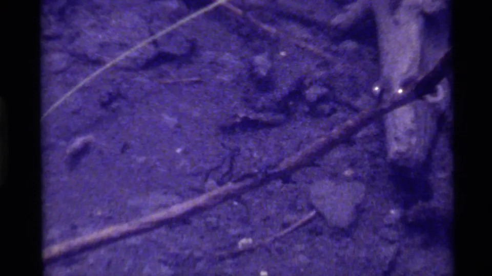 1972 Holland Lake 8mm frame showing dark textured ground, scattered twigs, pale diagonal strands, and heavy purple film cast.