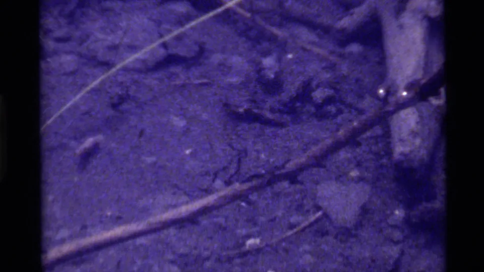 1972 Holland Lake 8mm frame showing a low-light close view of sticks, debris, pale diagonal marks, and purple-tinted grain.
