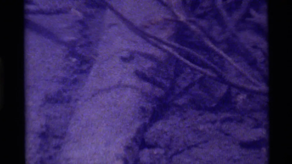 Holland Lake forest-floor frame with stones, tangled roots, and a faint small animal form in soft, grainy 8mm footage.