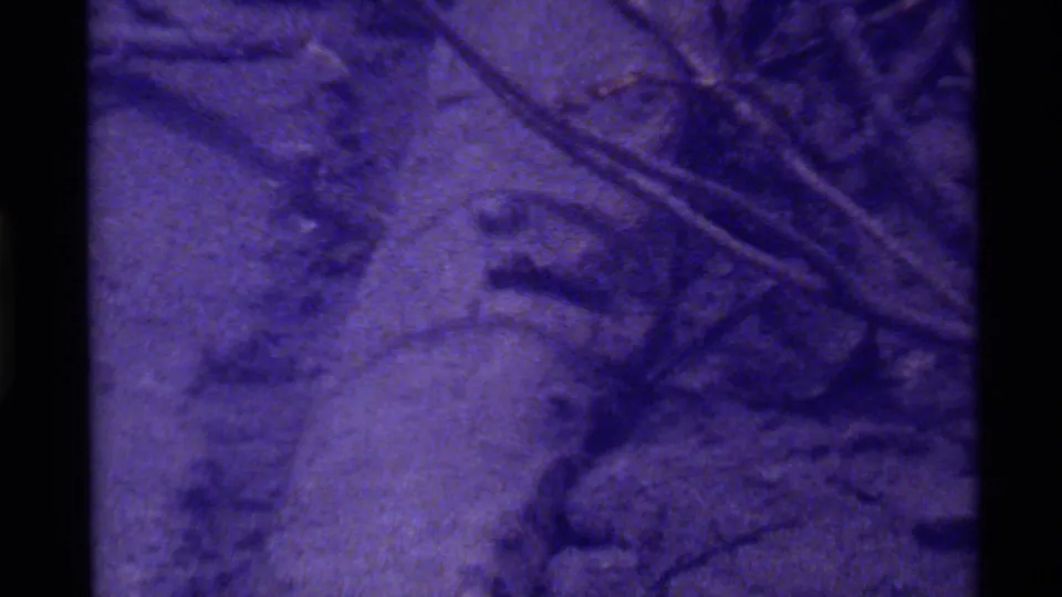 1972 Montana home-movie frame showing a pale small animal shape low in the frame amid twigs and rough forest debris.