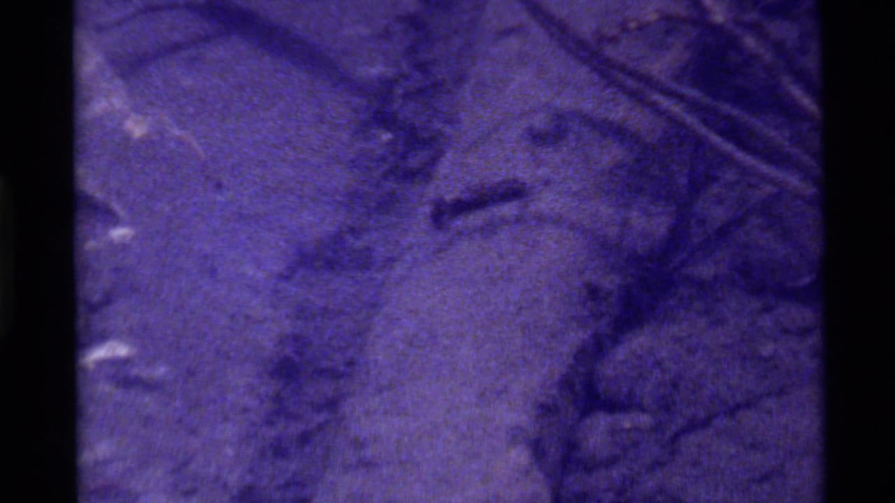 Soft purple-tinted forest detail with branches and dark film borders.