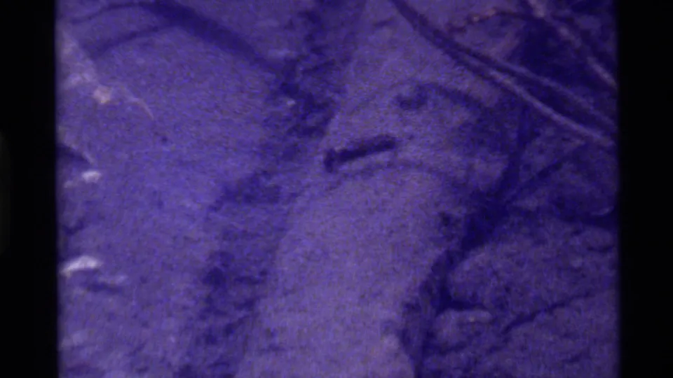Purple-shifted 1972 8mm frame from Holland Lake showing indistinct forest branches and undergrowth with no clear animal visible.