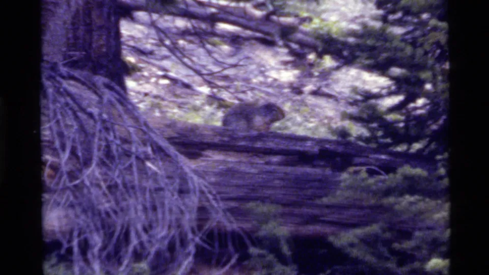 A squirrel appears on a fallen log in the Holland Lake forest, surrounded by exposed roots, branches, evergreen foliage, and grainy 1972 8mm color.