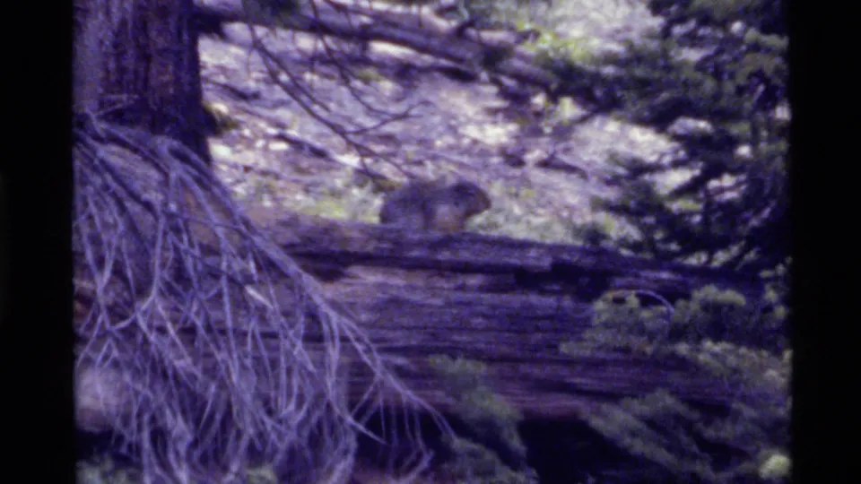 A squirrel remains near the fallen log in the Holland Lake woods, framed by roots, brush, dark film borders, and soft purple 8mm grain.