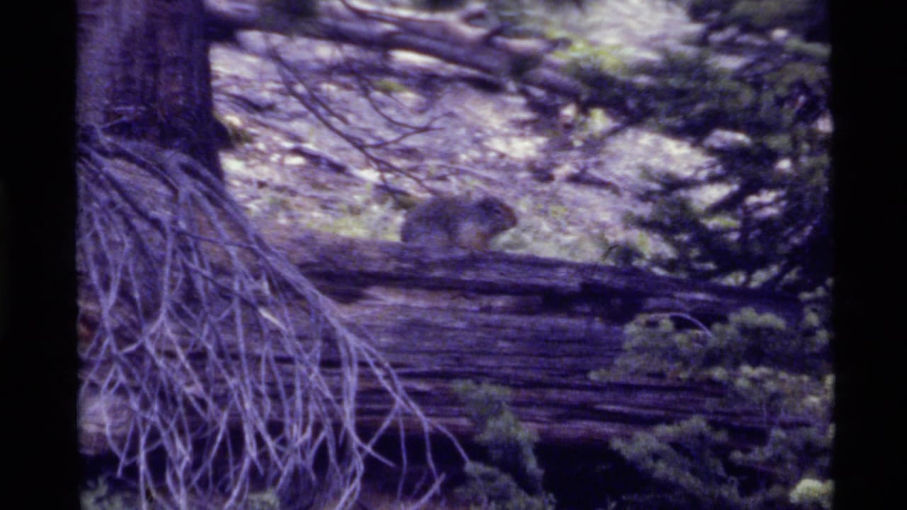 Small squirrel-like animal on a fallen log among tree roots and evergreen branches.