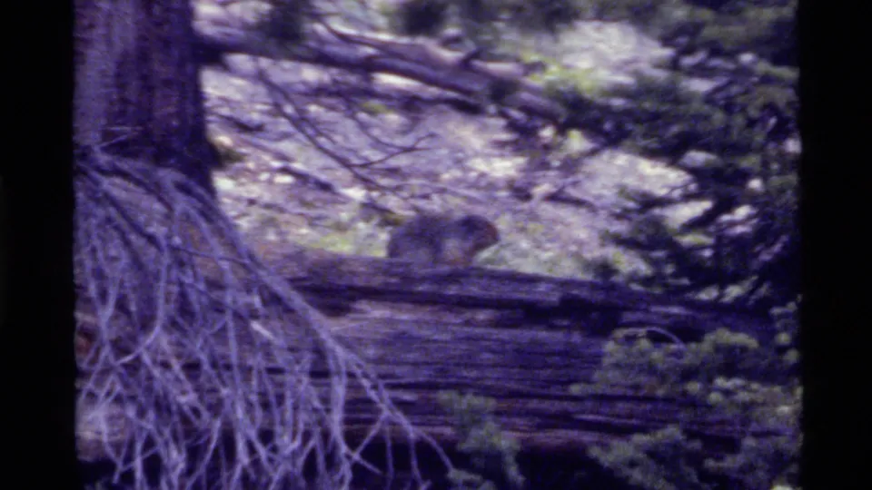The squirrel-like animal pauses on a fallen log in the wooded Holland Lake area, framed by roots, branches, and aged 8mm film borders.