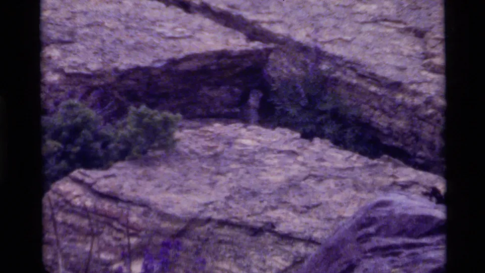 The animal remains partly visible near the rock ledge and fallen log, with forest vegetation and dark film borders in the 8mm frame.