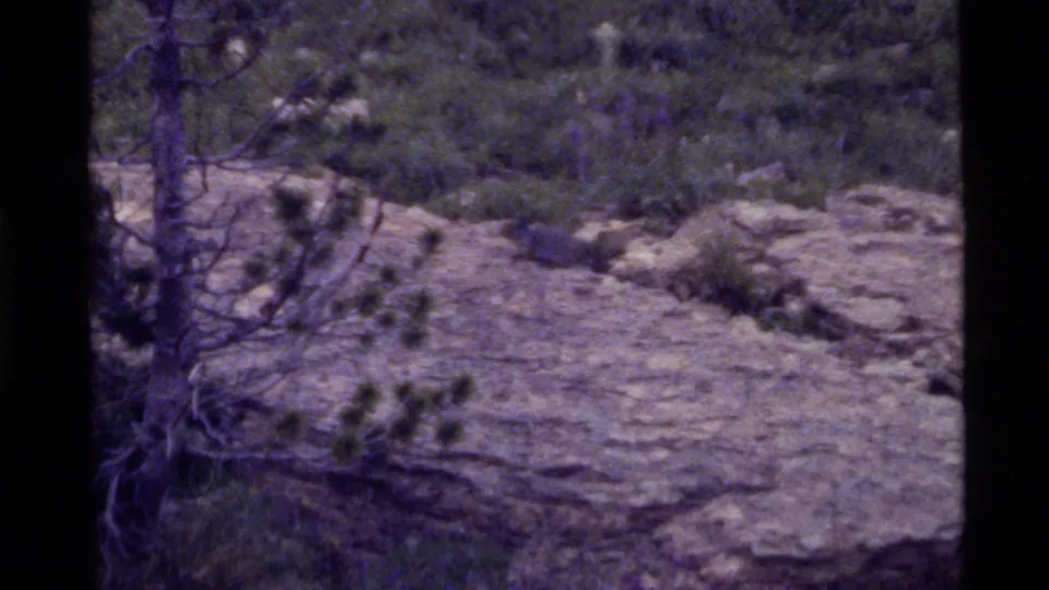 Final 1972 Holland Lake frame with rough rock texture, pine branches, scrub, and visible 8mm film border.