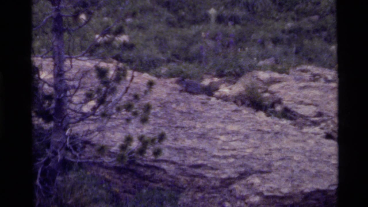 1972 8mm Holland Lake, Montana frame showing a rocky meadow with grasses, small wildflowers, and evergreen branches along the left edge.