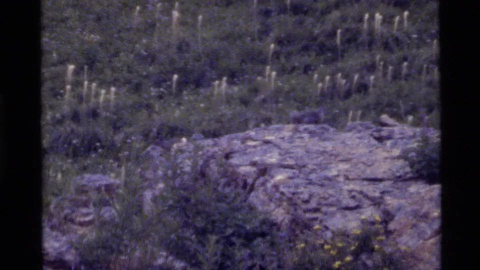 1972 Holland Lake, Montana meadow detail with pale grass heads, low shrubs, yellow flowers, and flat rocky outcrops.