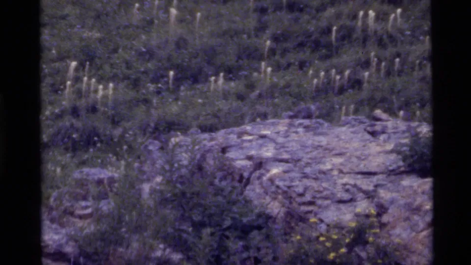1972 8mm frame from Holland Lake showing wind-shaped meadow grass, yellow wildflowers, shrubs, and a low rock ledge.