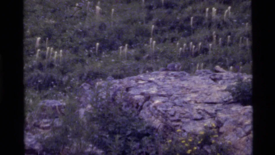Holland Lake, Montana 1972 home-movie frame showing a rocky meadow with pale grasses, shrubs, and scattered yellow wildflowers.