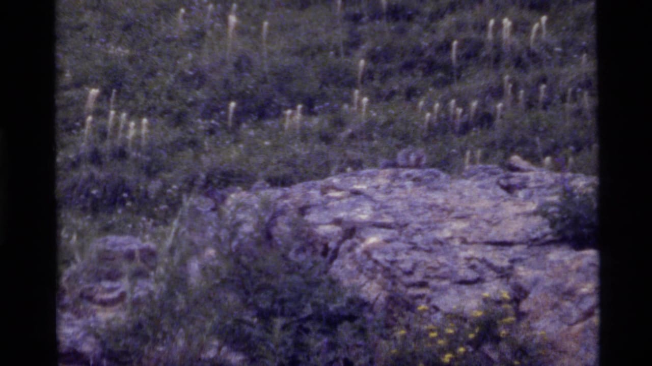 1972 Holland Lake, Montana home-movie frame showing a rocky outcrop amid grasses and tall wildflowers with faded purple film color.
