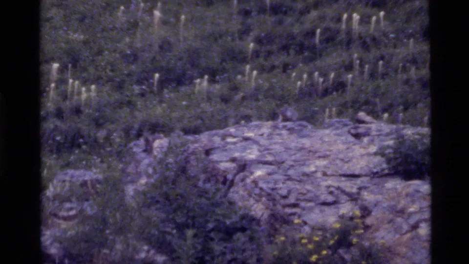 1972 Holland Lake, Montana frame holding on a rocky, grassy outcrop with tall wildflowers and visible 8mm frame borders.