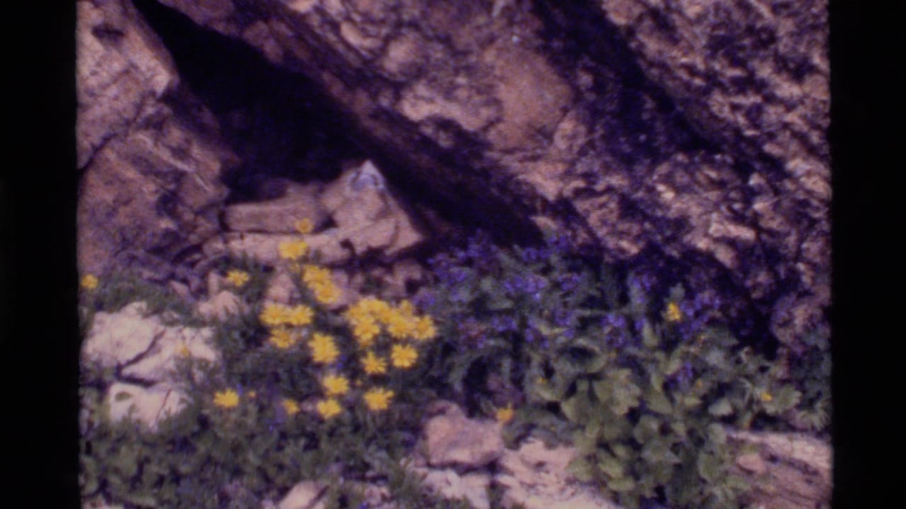 1972 Holland Lake, Montana 8mm frame showing yellow and purple wildflowers clustered among rocks and greenery.