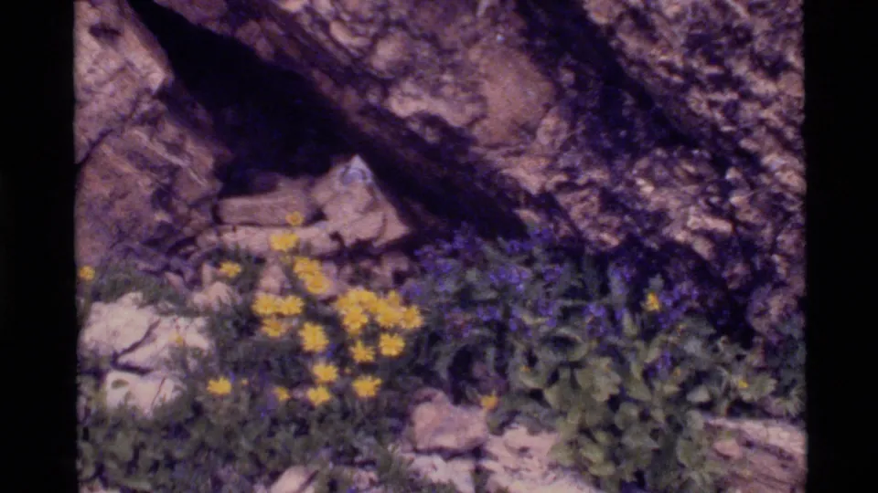 1972 Holland Lake, Montana 8mm frame showing yellow and purple wildflowers clustered among rocks and greenery.