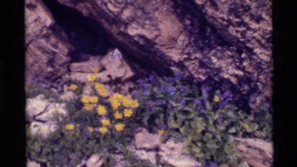 Close 8mm view at Holland Lake, Montana, with yellow wildflowers, purple blooms, greenery, and rocky texture.
