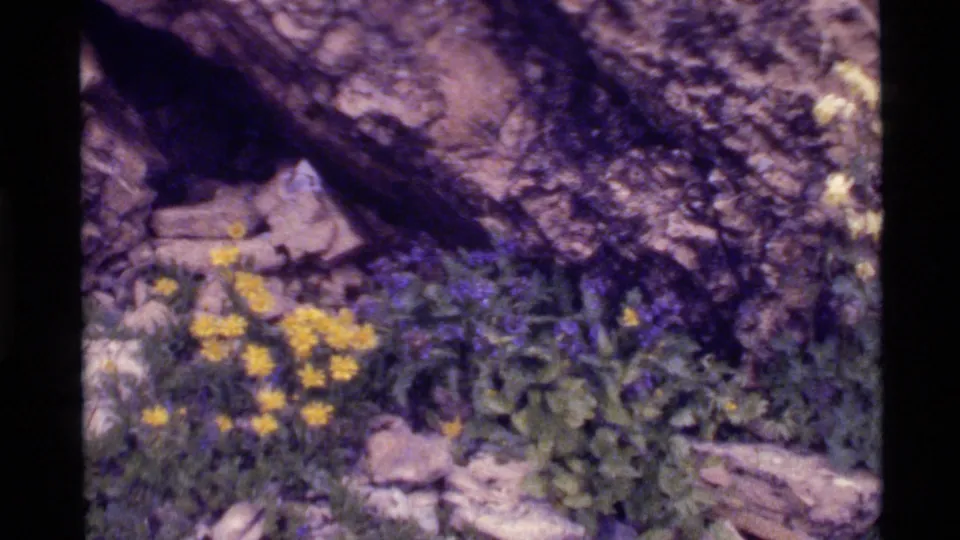 1972 home-movie frame of yellow and purple wildflowers growing among stones and greenery at Holland Lake, Montana.