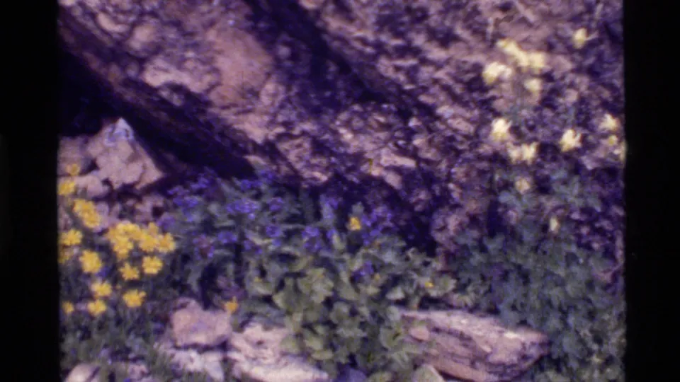 Soft 8mm frame from Holland Lake, Montana, showing yellow wildflowers, purple blossoms, leaves, stones, and dark film borders.