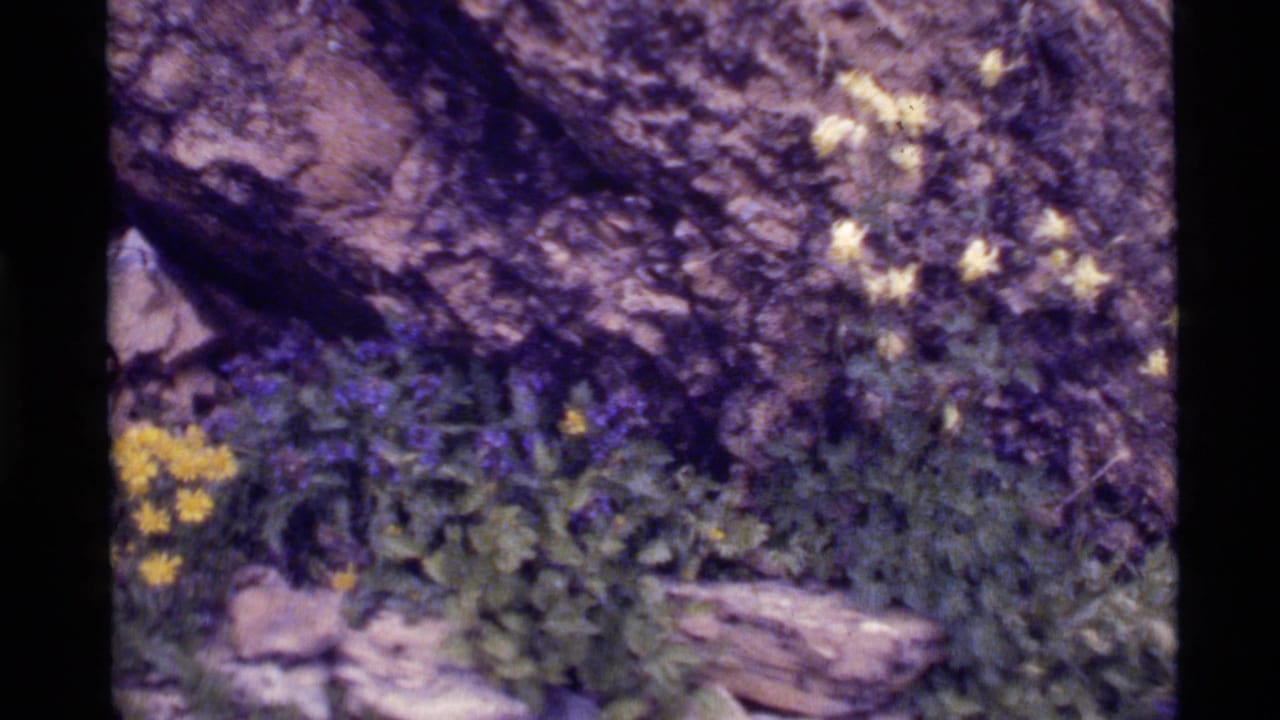 1972 Holland Lake, Montana 8mm frame showing yellow and purple wildflowers among green foliage, rocks, and tree bark.