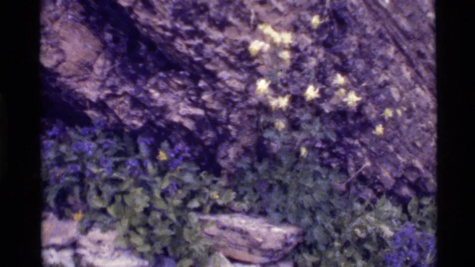 1972 Holland Lake, Montana frame with soft-focus yellow flowers, purple blooms, leafy plants, and a rocky tree base.