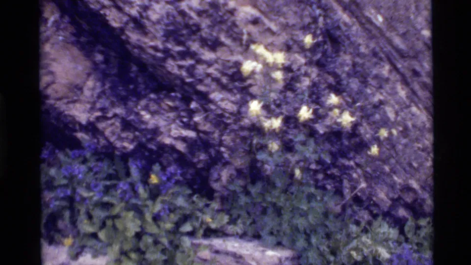 1972 Holland Lake, Montana 8mm frame showing yellow flowers, purple blossoms, leafy ground cover, and rugged stone.