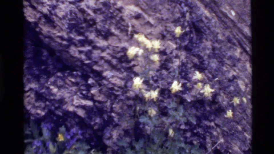 1972 Holland Lake, Montana frame with yellow blossoms near rough bark, purple flowers, green foliage, and rocky ground.