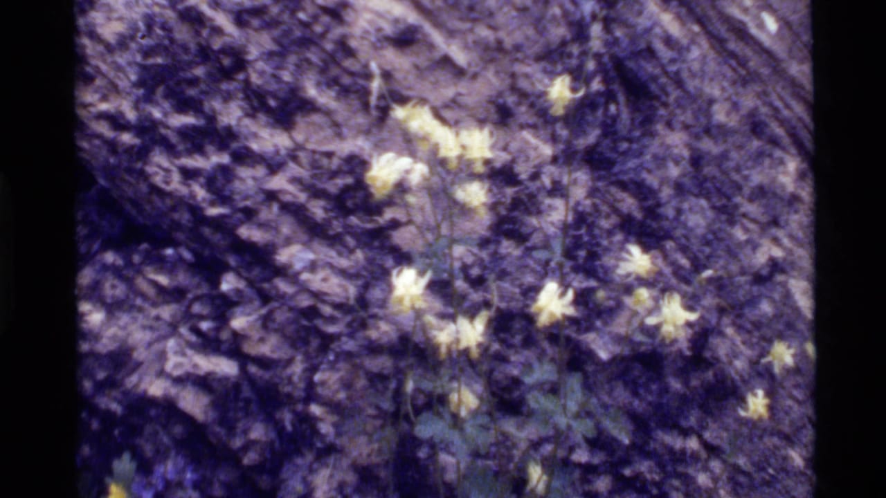 1972 Holland Lake 8mm frame showing pale yellow wildflowers rooted in crevices of a purple-brown rock face.