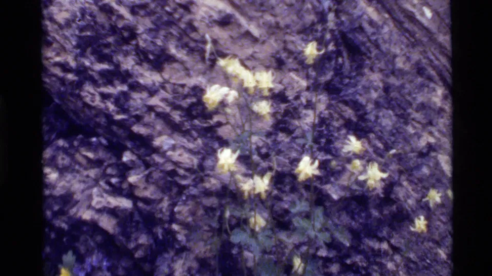 1972 Holland Lake 8mm frame showing pale yellow wildflowers rooted in crevices of a purple-brown rock face.