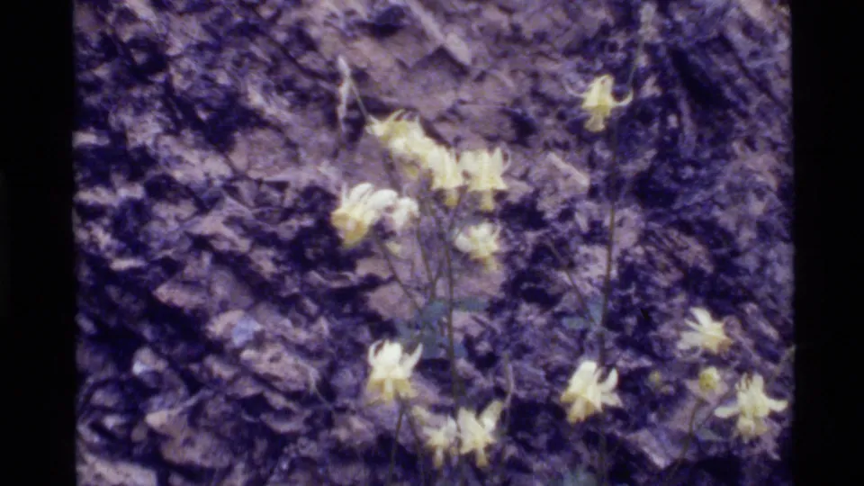 1972 Holland Lake home-movie frame with yellow wildflowers standing out against a dark textured rock face.
