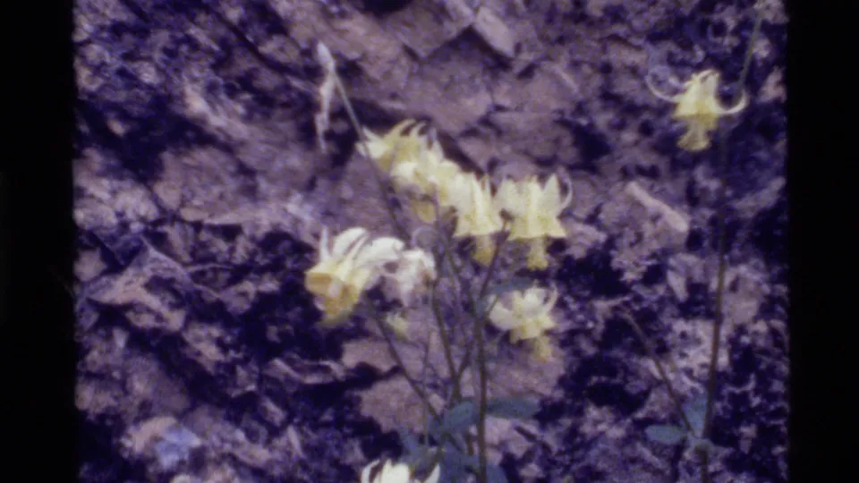 Close 8mm view from Holland Lake in 1972 showing yellow wildflowers, leaves, and stems against rugged stone.
