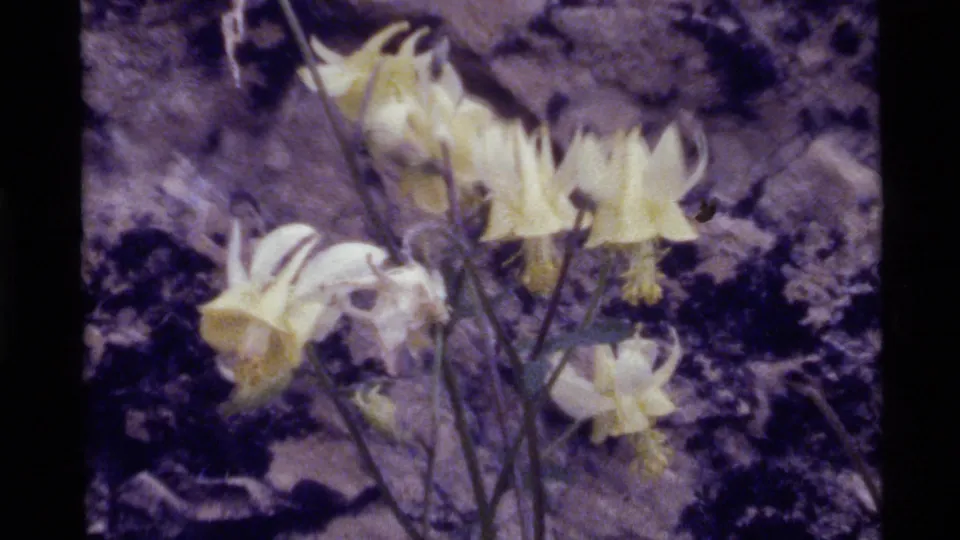 1972 Holland Lake frame showing pale yellow wildflowers with spurred petals against a dark, uneven rock face.