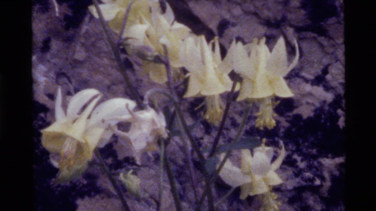 Pale yellow wildflowers against rocky ground in a vintage film frame.