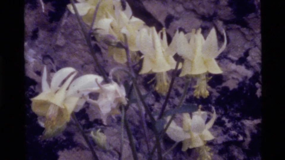 Pale yellow wildflowers at Holland Lake, Montana, seen in 1972 8mm home-movie footage with rocky ground behind them.
